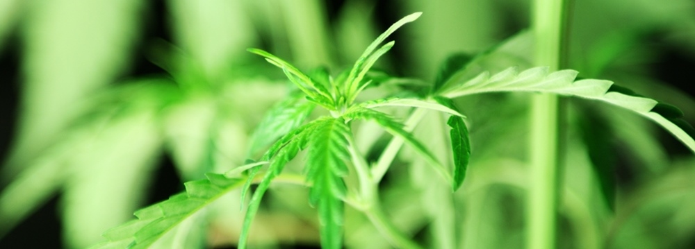 Did Cannabis Help me Write and Travel?