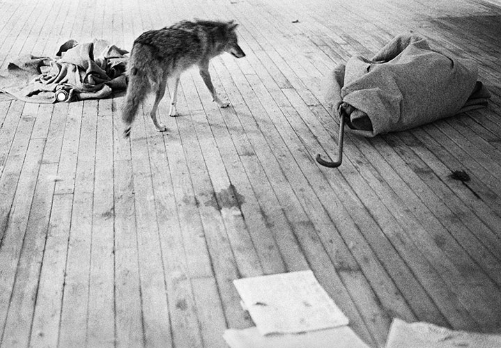 joseph beuys and coyote