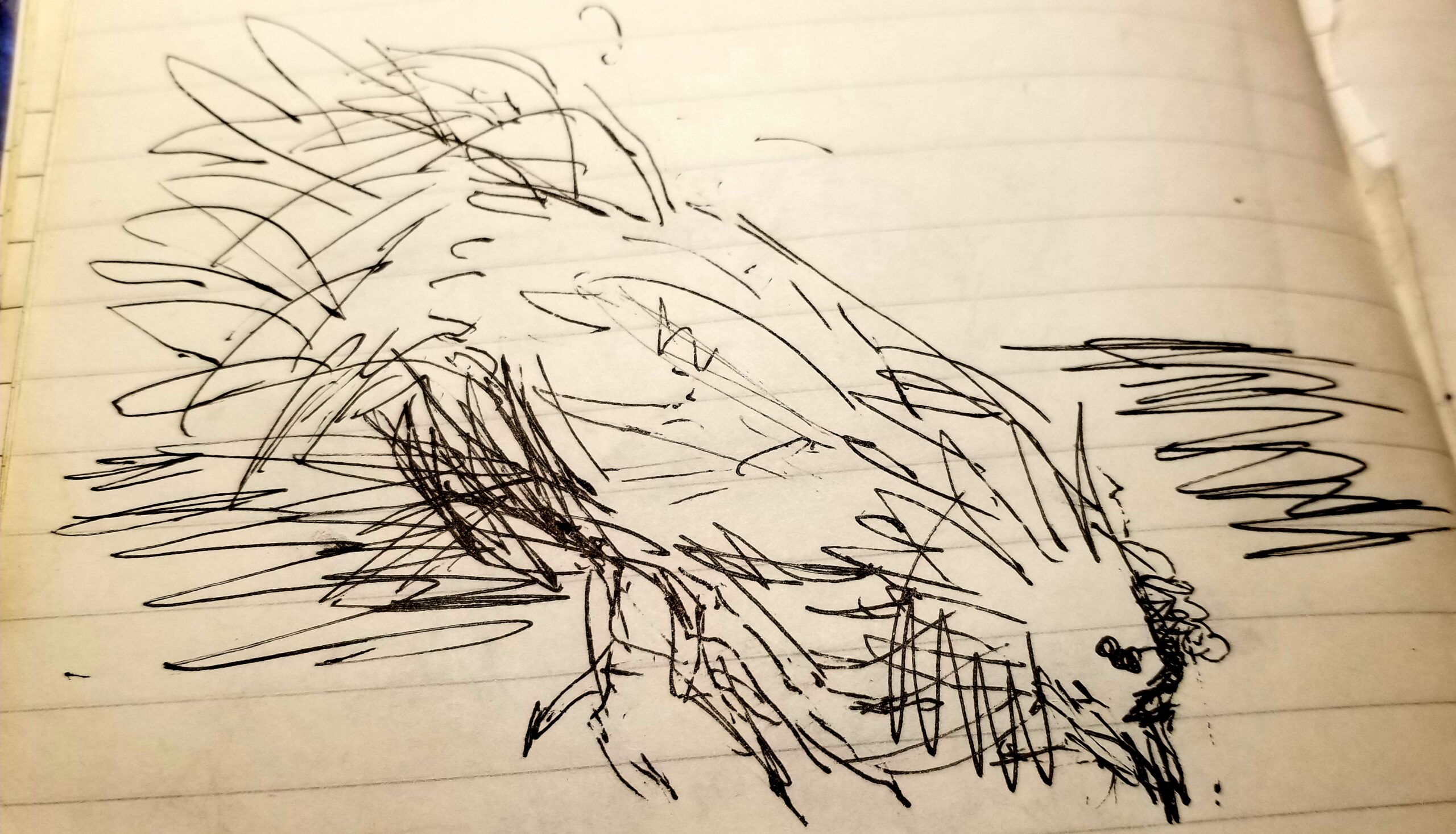 My mother’s notes from Montenegro